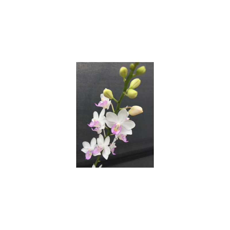 phalaenopsis-joy-green-bee-green-bee-stem-prop-fs