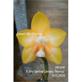 Phalaenopsis Joy Spring...