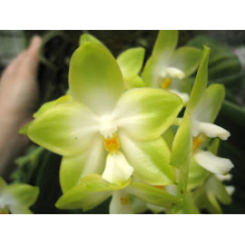 Phalaenopsis Buena Jewel...