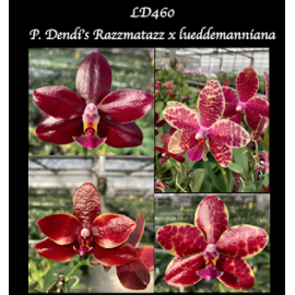 Phalaenopsis Dendi's...