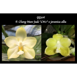 Phalaenopsis Chang Maw Jade...
