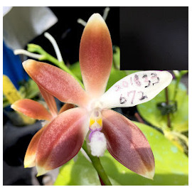 Phalaenopsis tetraspis "...