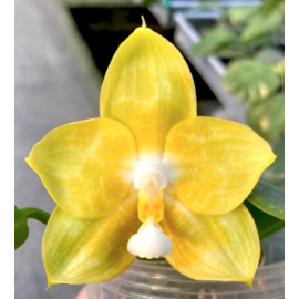 Phalaenopsis Joy Spring...