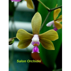 Phalaenopsis stobartiana (FS)