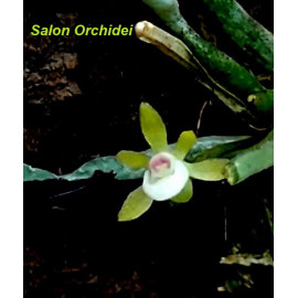 Taeniophyllum obtusum (FS)