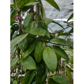Hoya carnosa