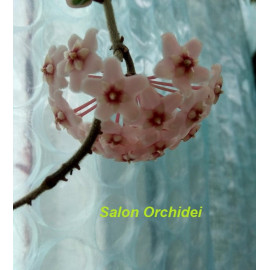 Hoya carnosa 'Compacta'